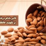 تاثیر بادام درختی بر حافظه