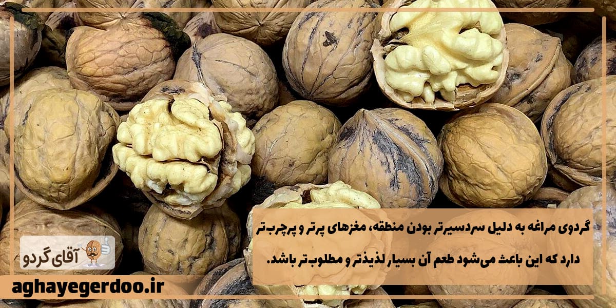 رنگ روشن مغز گردو مراغه