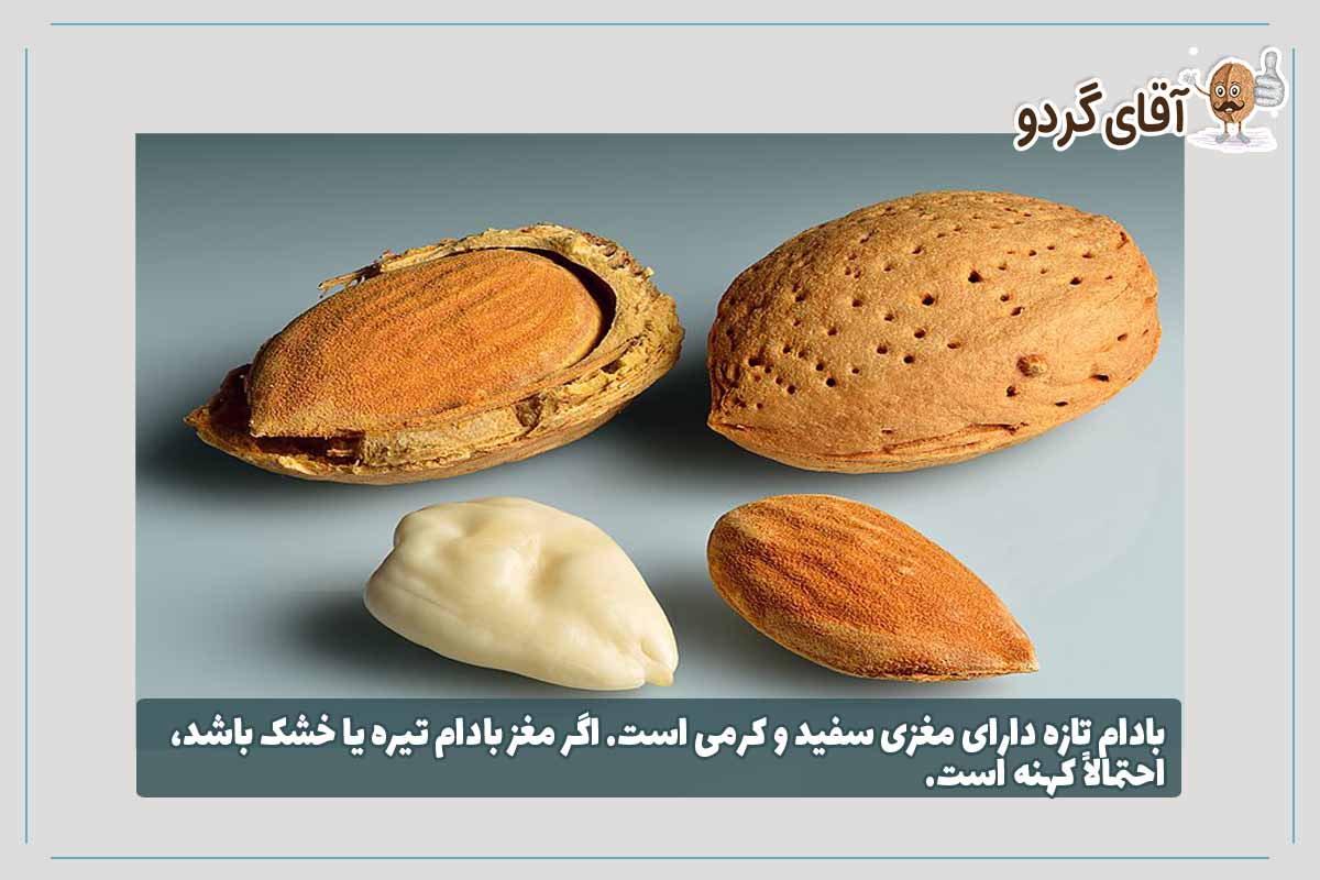 بررسی مغز بادام