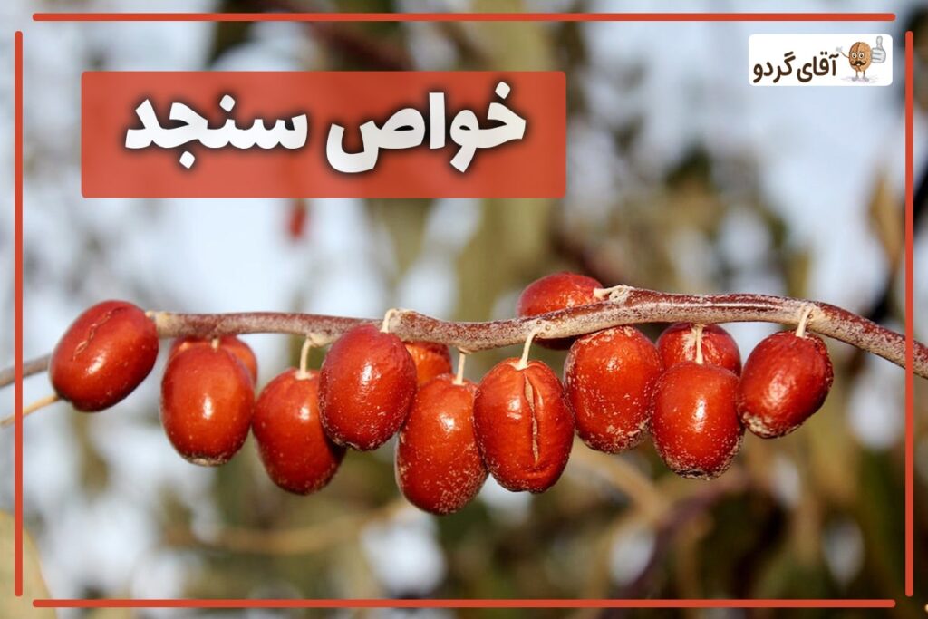 خواص سنجد برای بدن