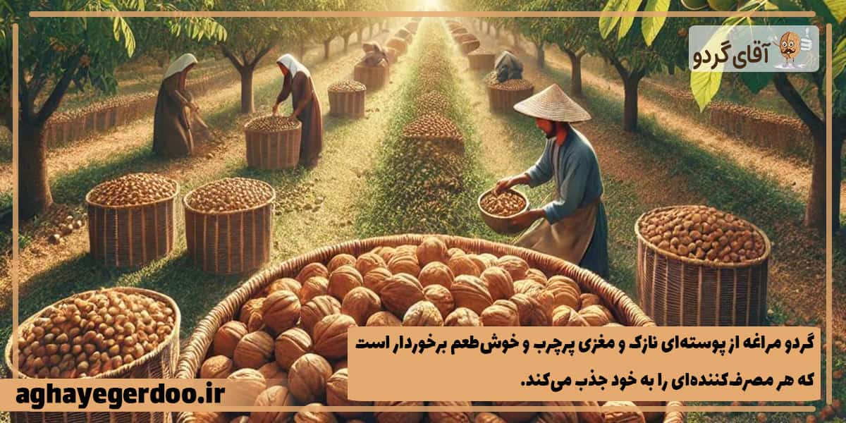 مغز گردوی مراغه بهترین گزینه برای خرید