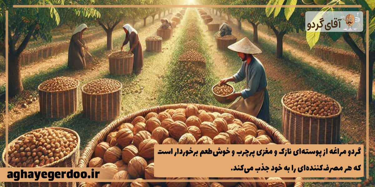 معرفی گردوی مراغه