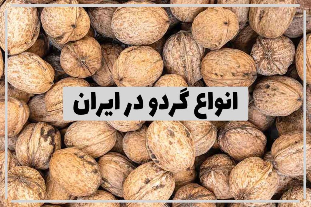 Types-of-Iranin-walnuts