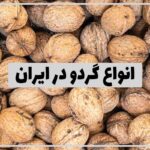 Types-of-Iranin-walnuts