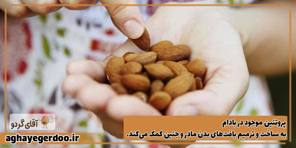 خواص بادام درختی در بارداری