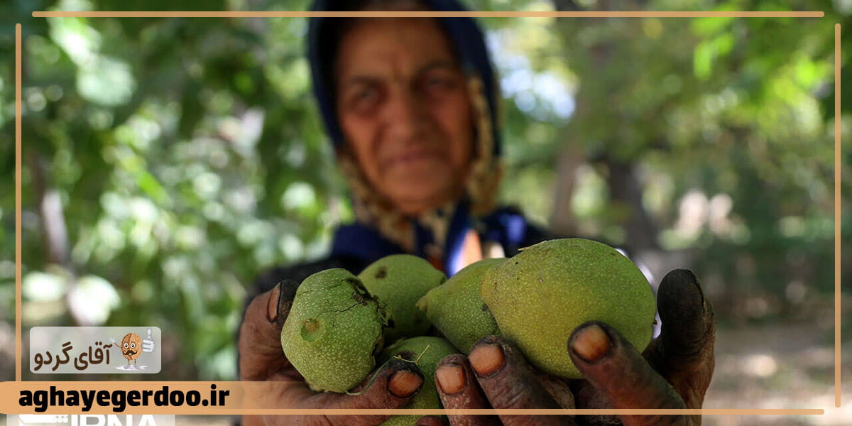 نحوه گردو پوست کاغذی از کشاورز