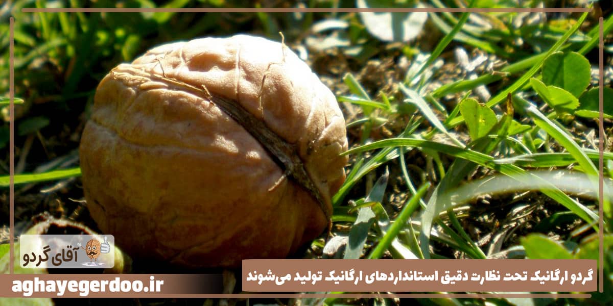 اهمیت خرید گردو ارگانیک