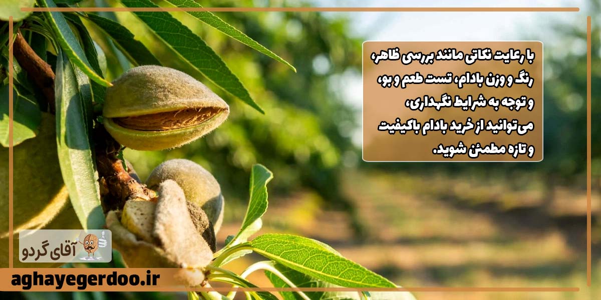 بادام تازه و با کیفیت