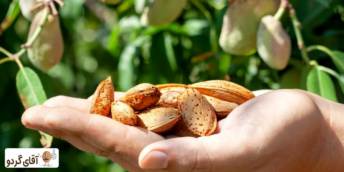 بادام برای تقویت عصب بینایی